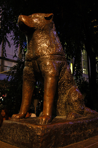 hachiko